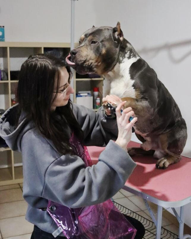 hundefriseur americanbully xl